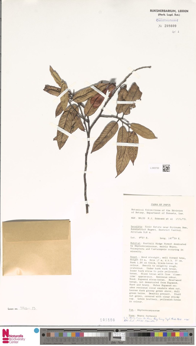 Hopea forbesii photo 2