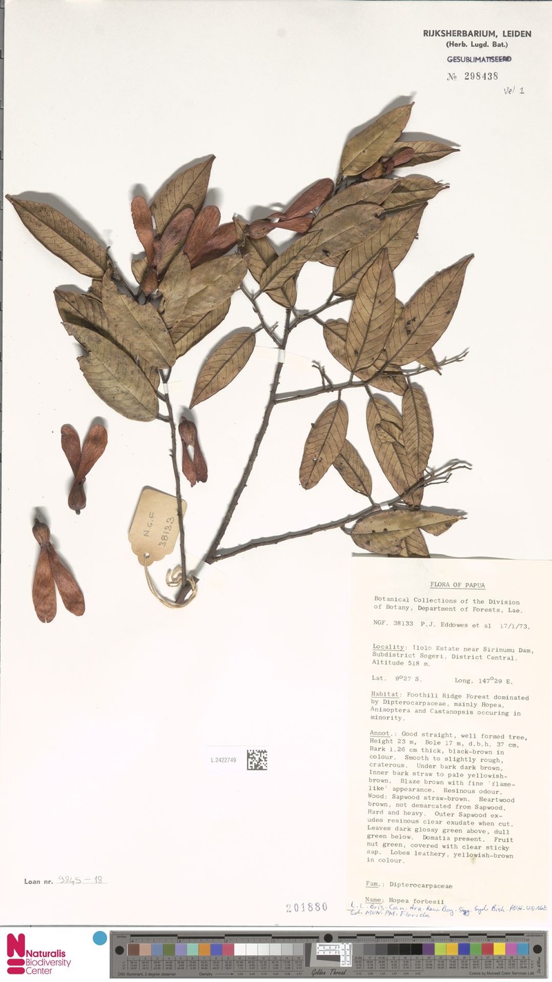 Hopea forbesii photo 3