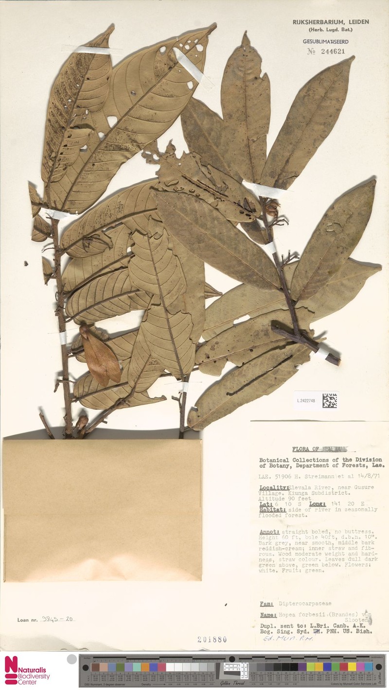 Hopea forbesii photo 4