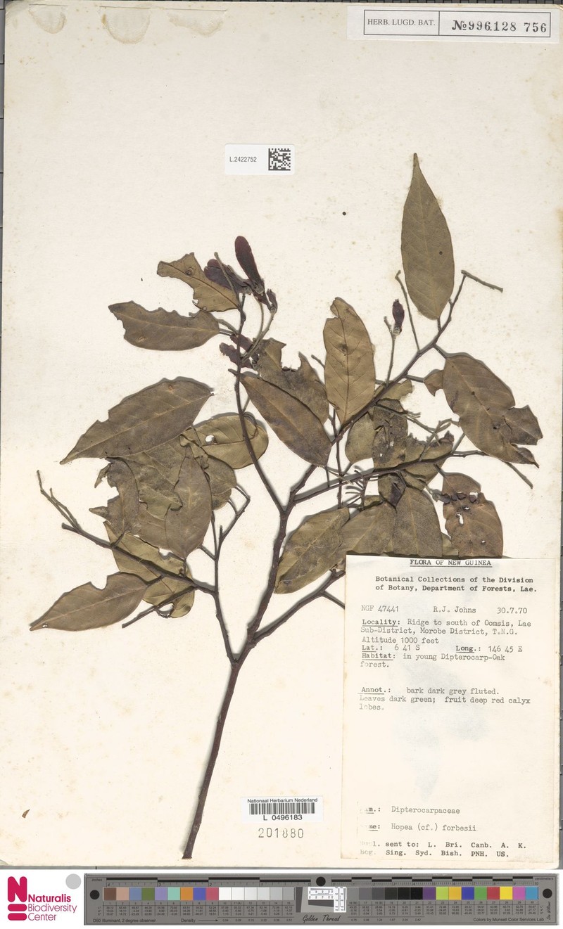 Hopea forbesii photo 5