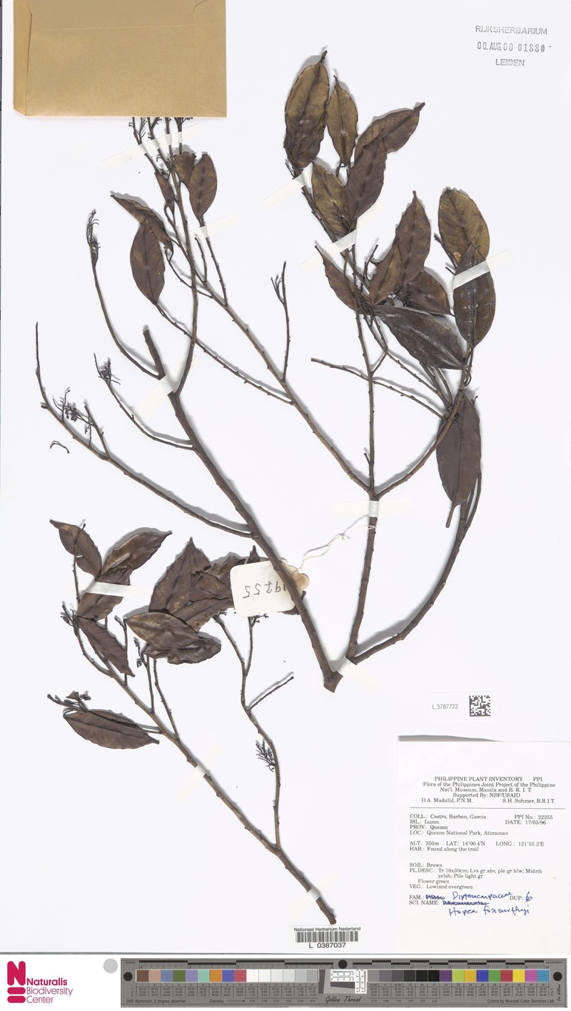 Hopea foxworthyi