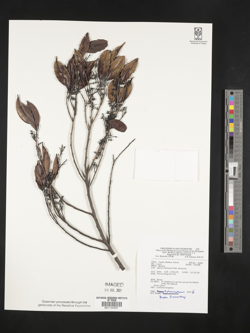 Hopea foxworthyi photo 2