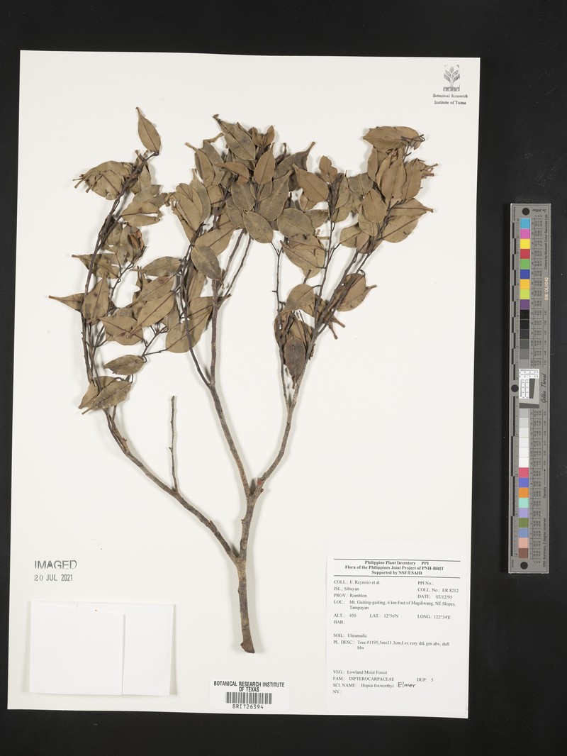 Hopea foxworthyi photo 3