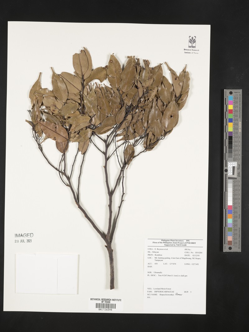 Hopea foxworthyi photo 4