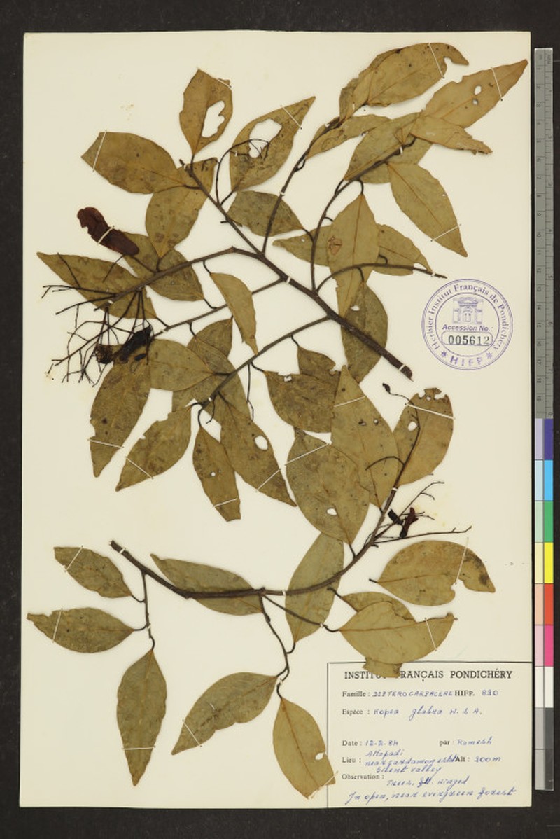 Hopea glabra