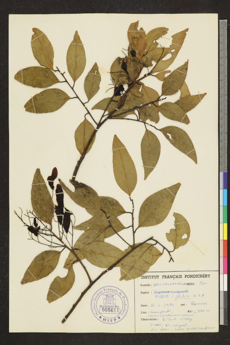 Hopea glabra photo 2