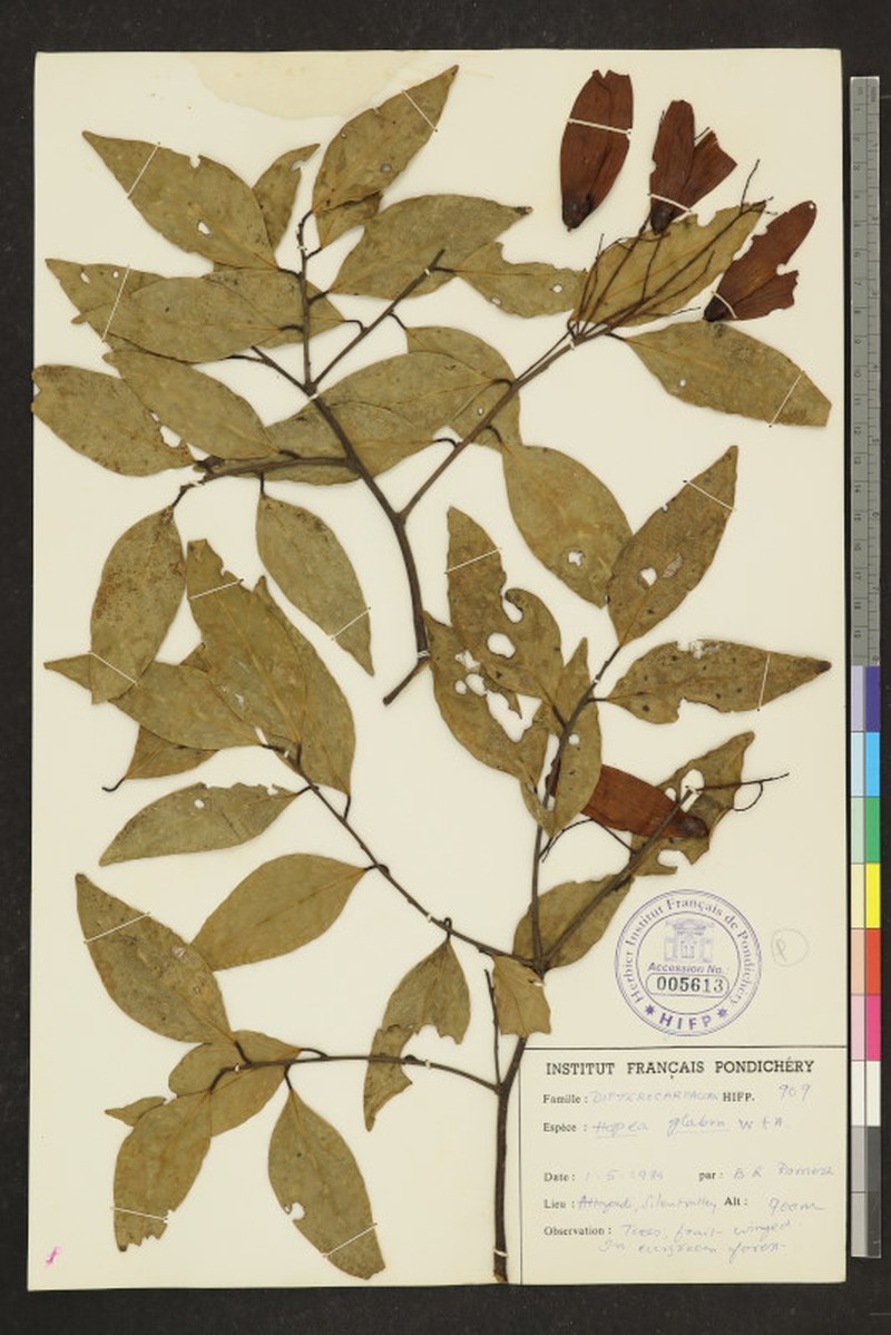 Hopea glabra photo 3