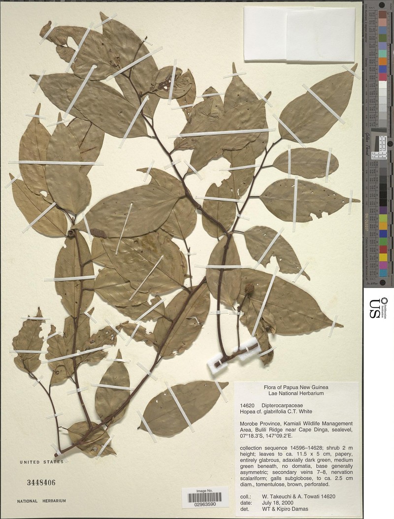 Hopea glabrifolia