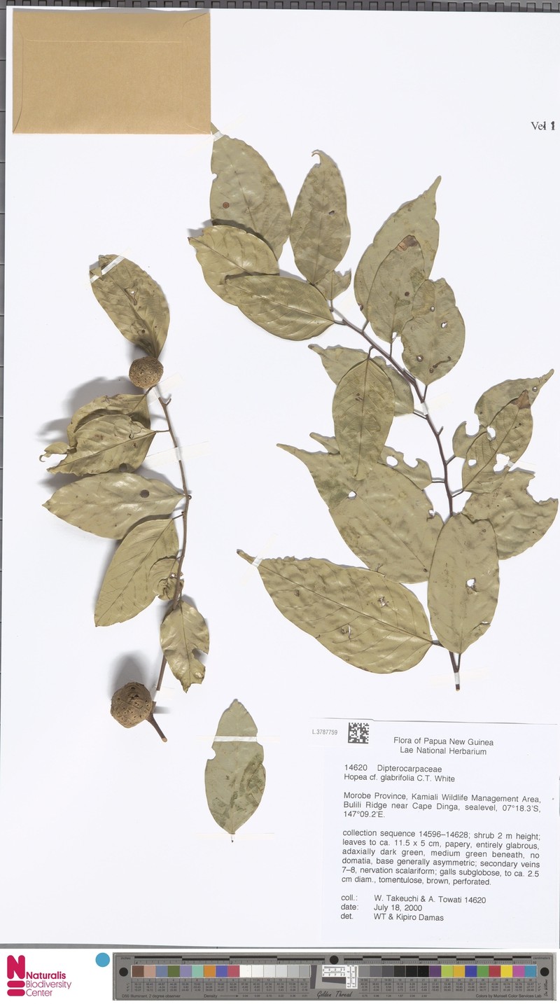 Hopea glabrifolia photo 2