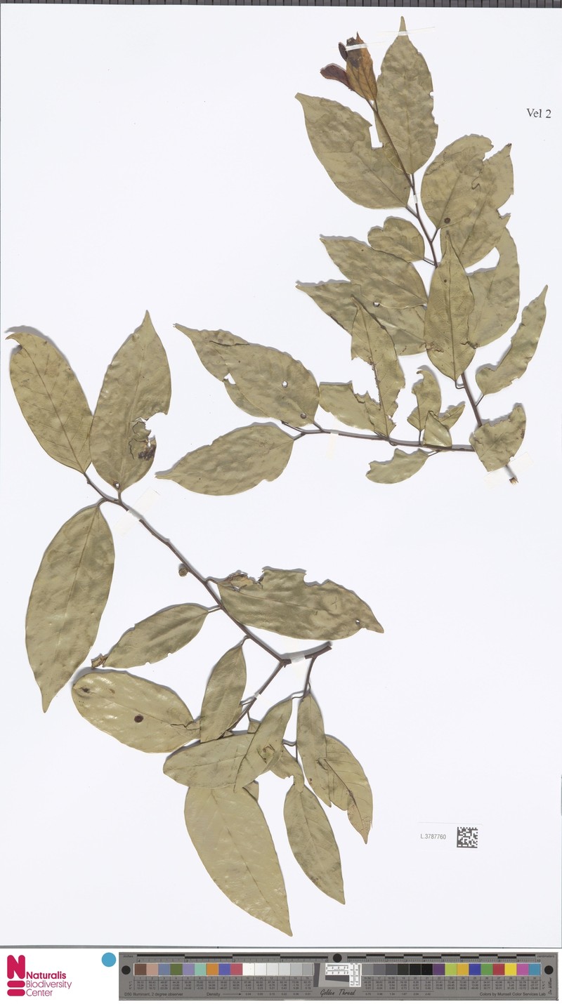 Hopea glabrifolia photo 3