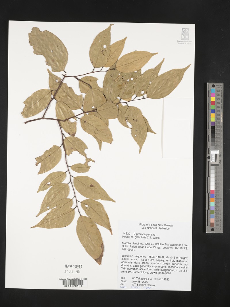 Hopea glabrifolia photo 4