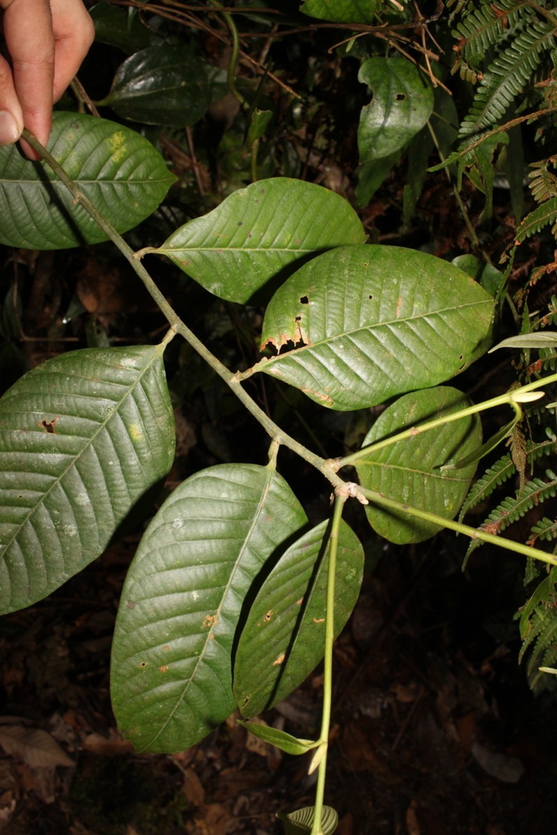 Hopea glaucescens