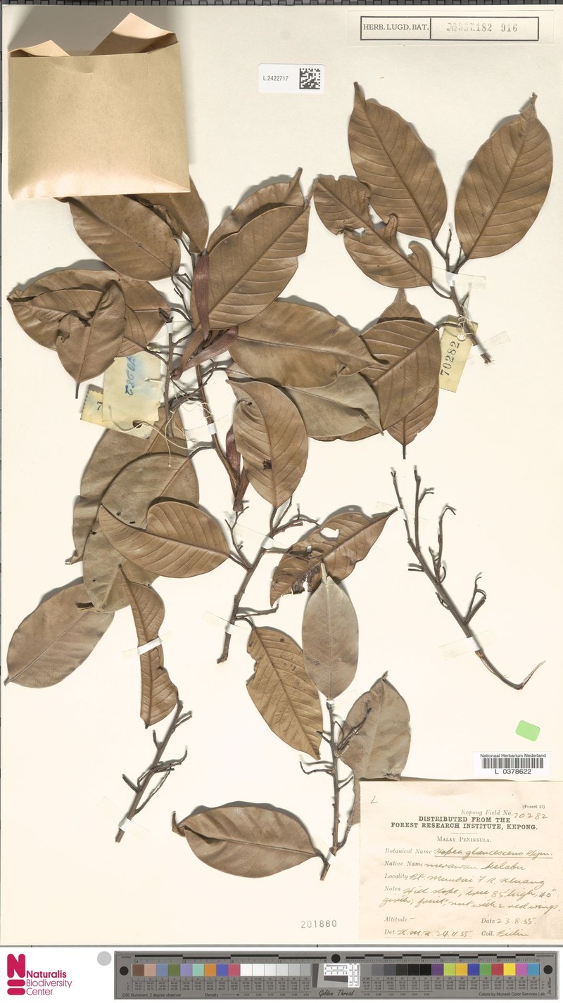 Hopea glaucescens photo 2