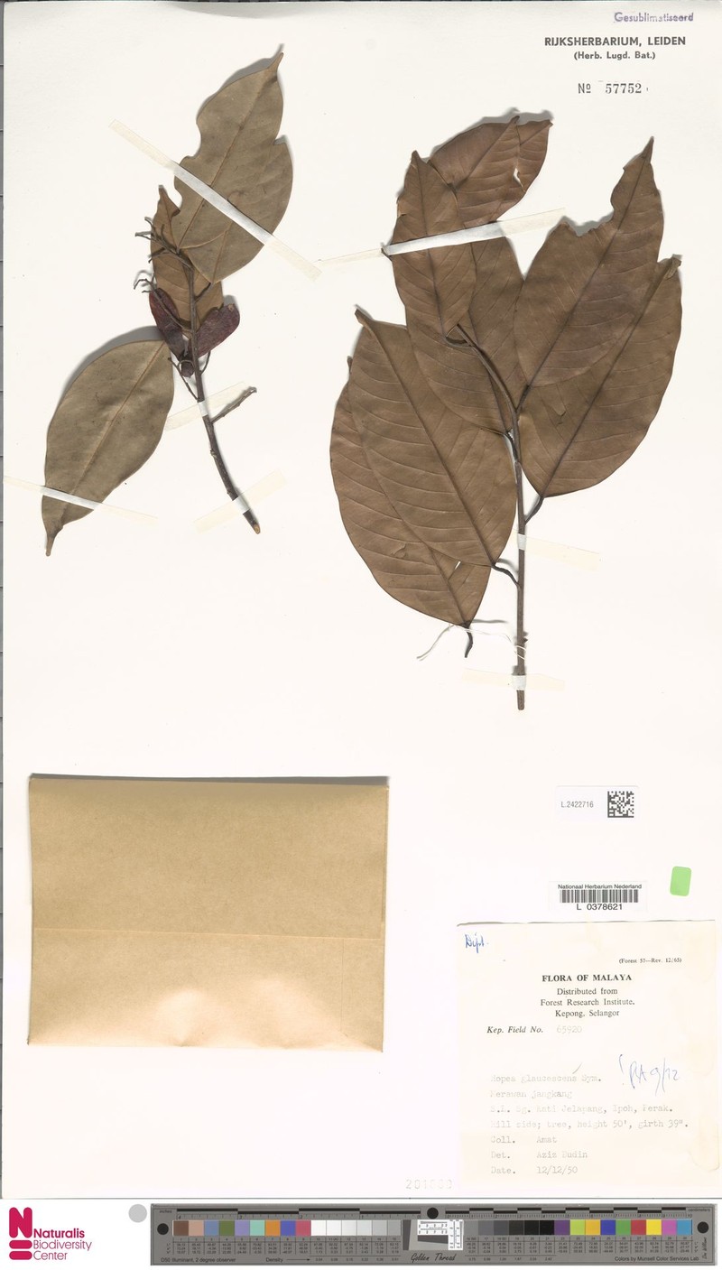 Hopea glaucescens photo 3