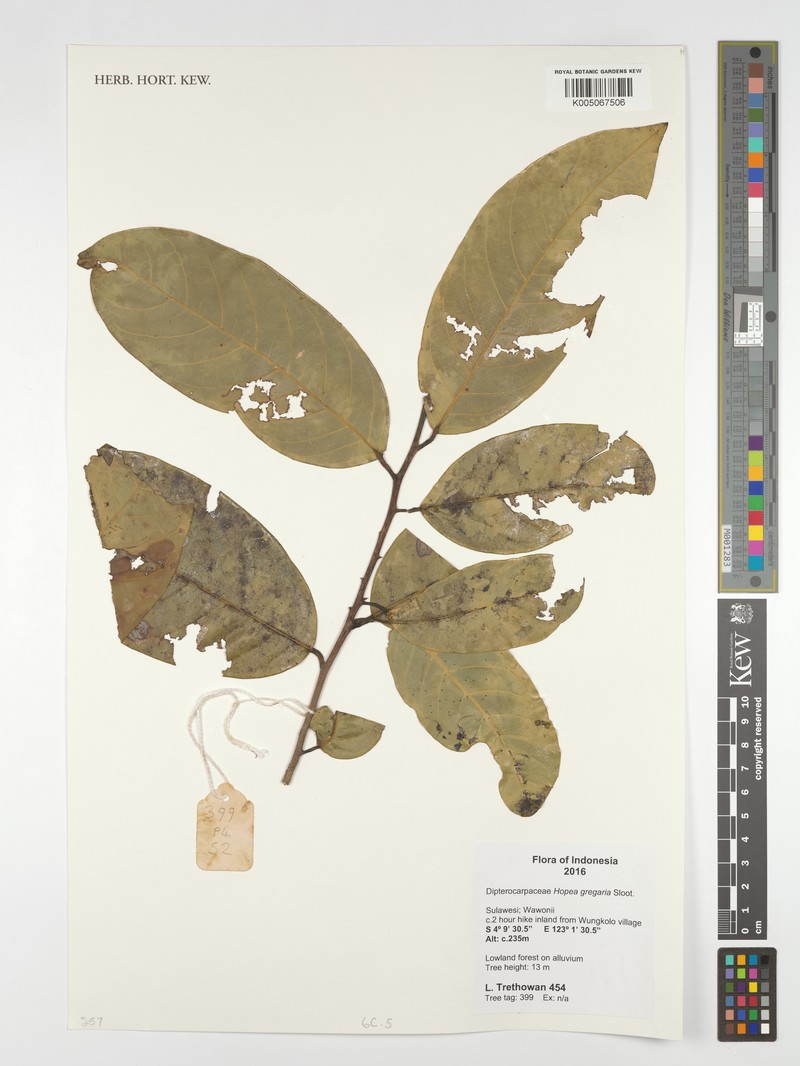 Hopea gregaria