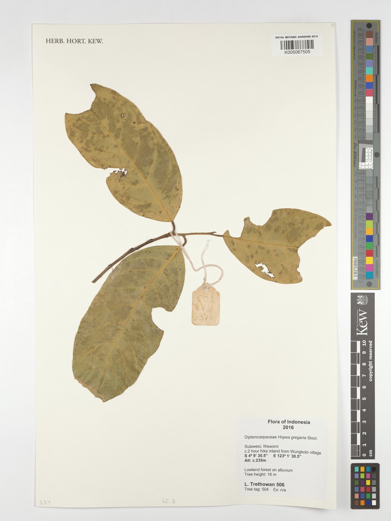 Hopea gregaria photo 2