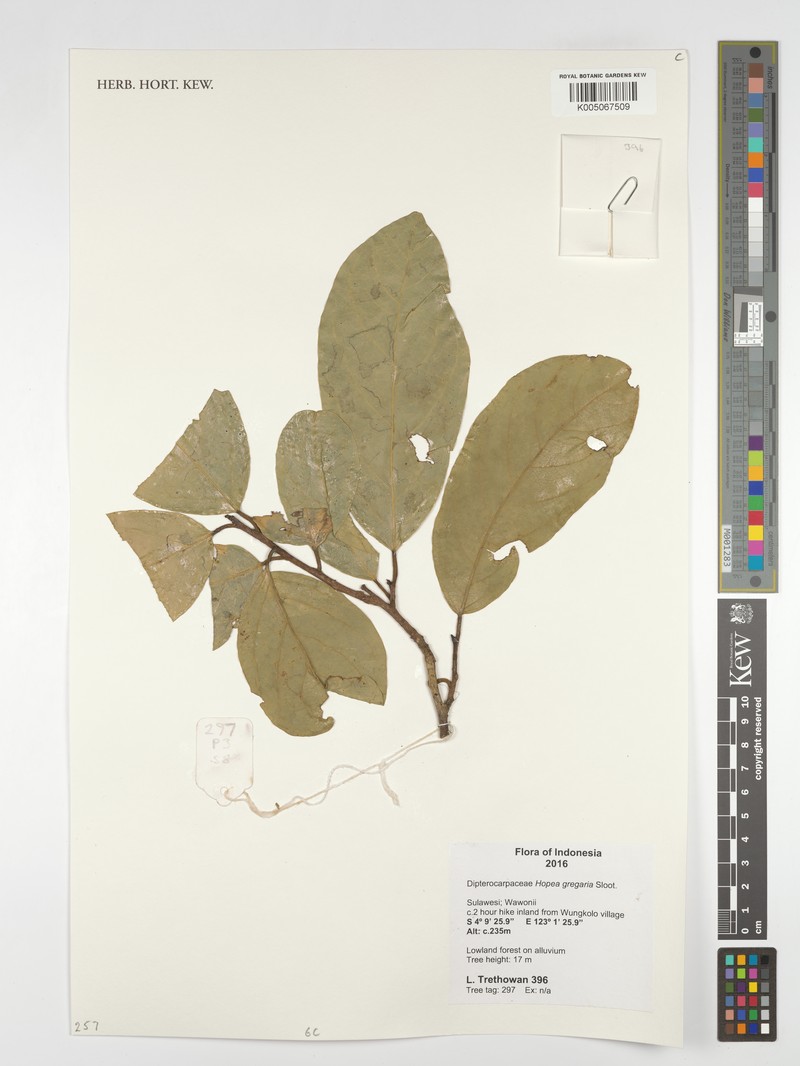 Hopea gregaria photo 3