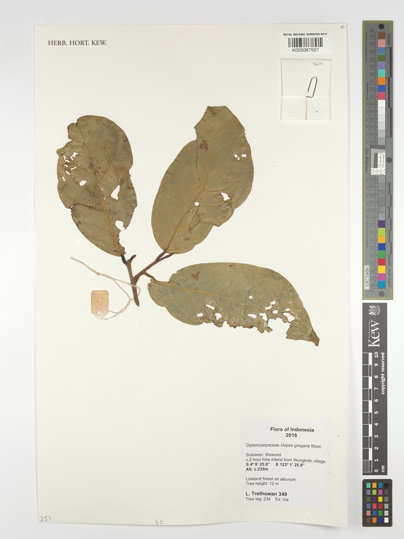 Hopea gregaria photo 4