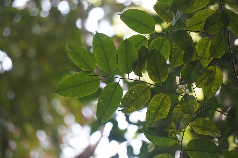 Hopea griffithii photo 2