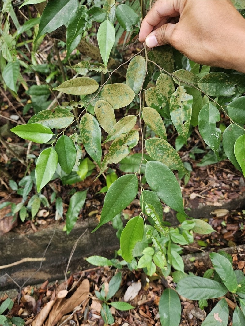 Hopea griffithii photo 3