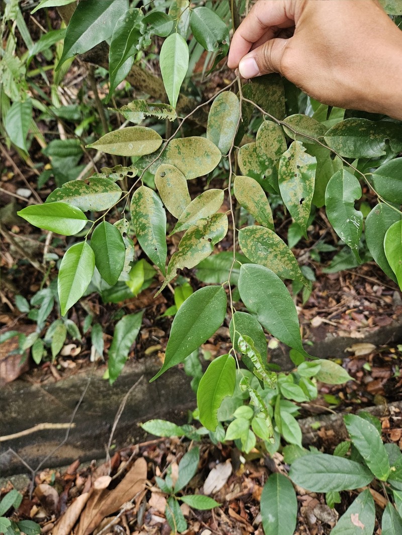 Hopea griffithii photo 5
