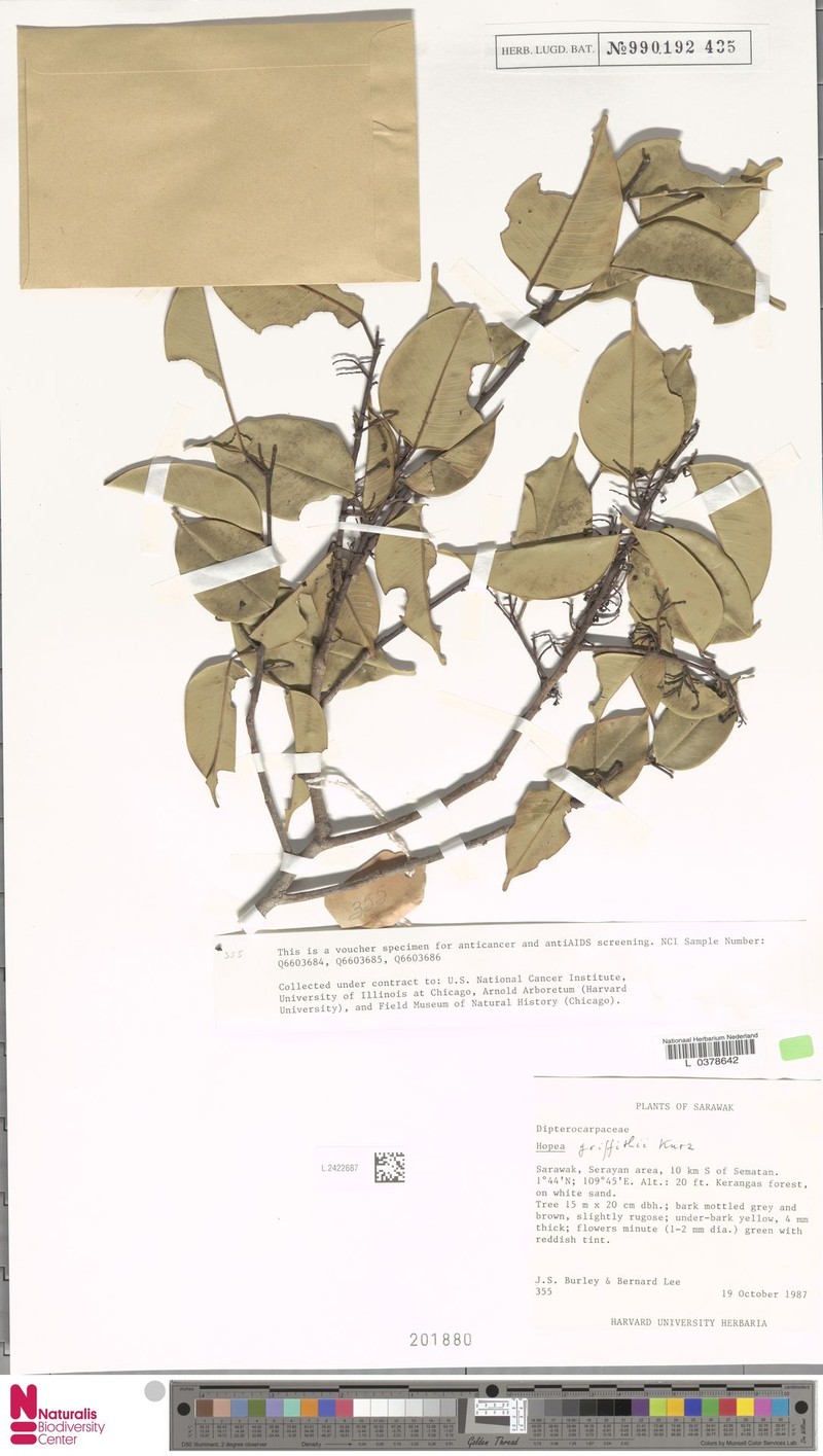 Hopea griffithii photo 6