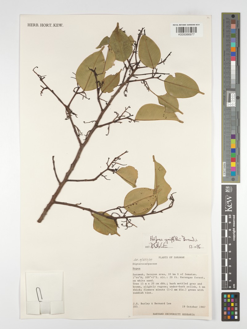 Hopea griffithii photo 7