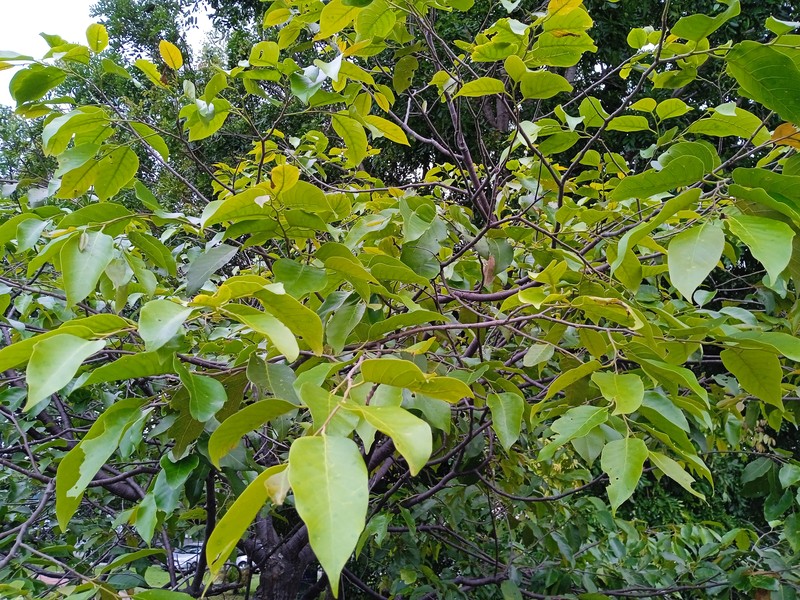 Hopea hainanensis