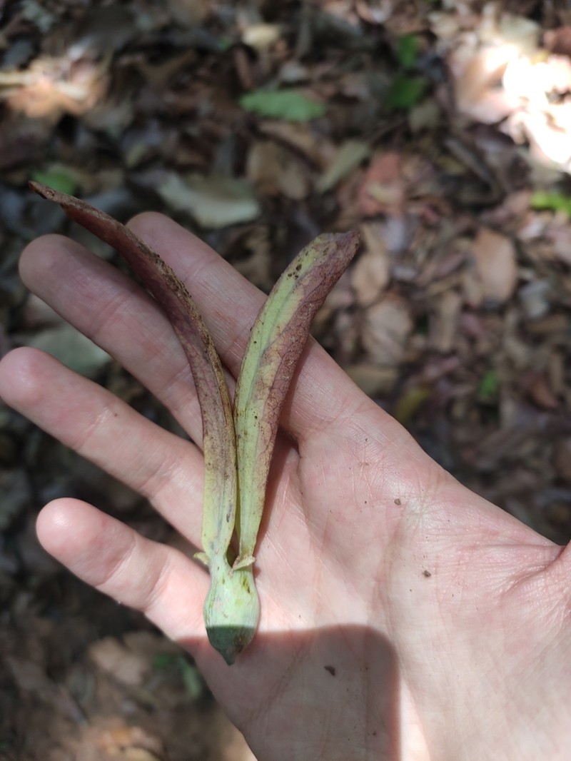 Hopea hainanensis photo 2