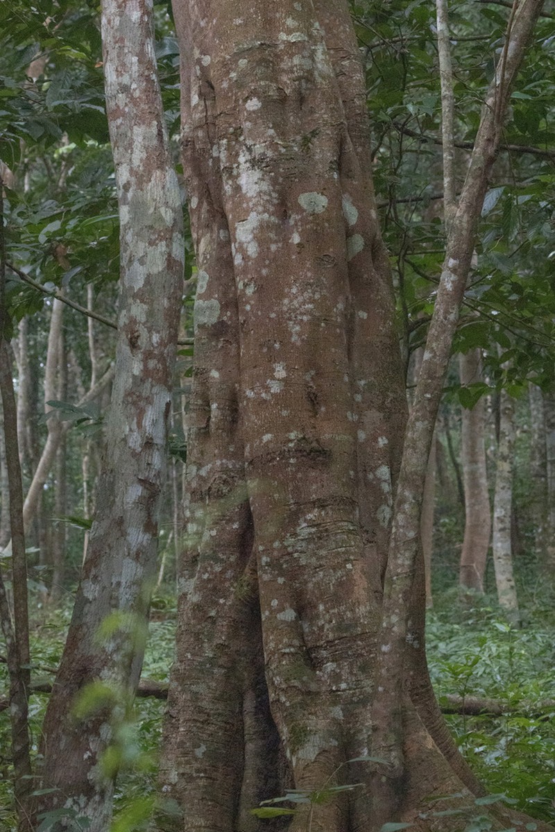 Hopea hainanensis photo 3