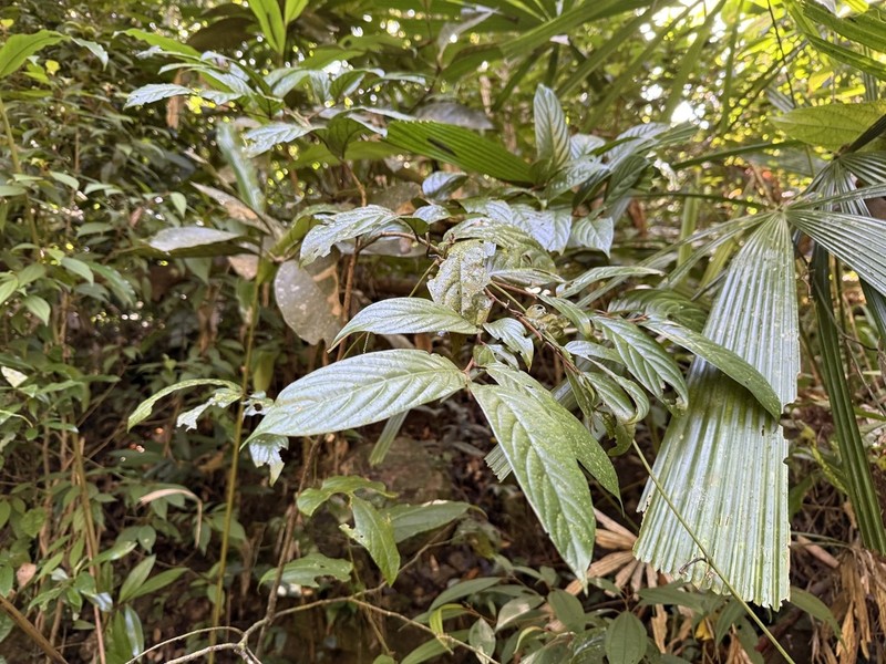 Hopea hainanensis photo 5