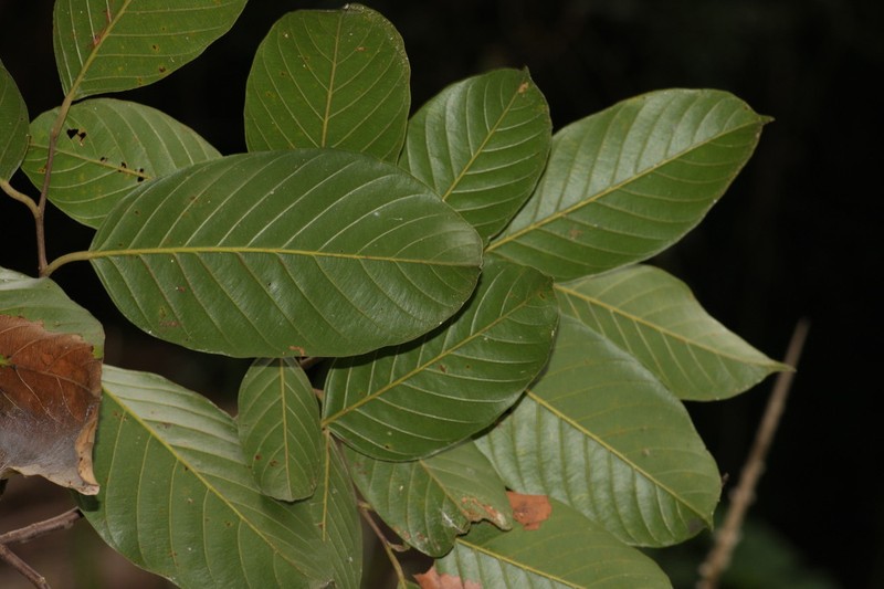 Hopea hainanensis photo 6