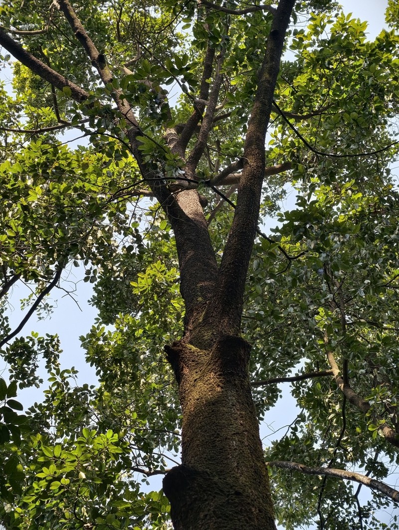Hopea hainanensis photo 7