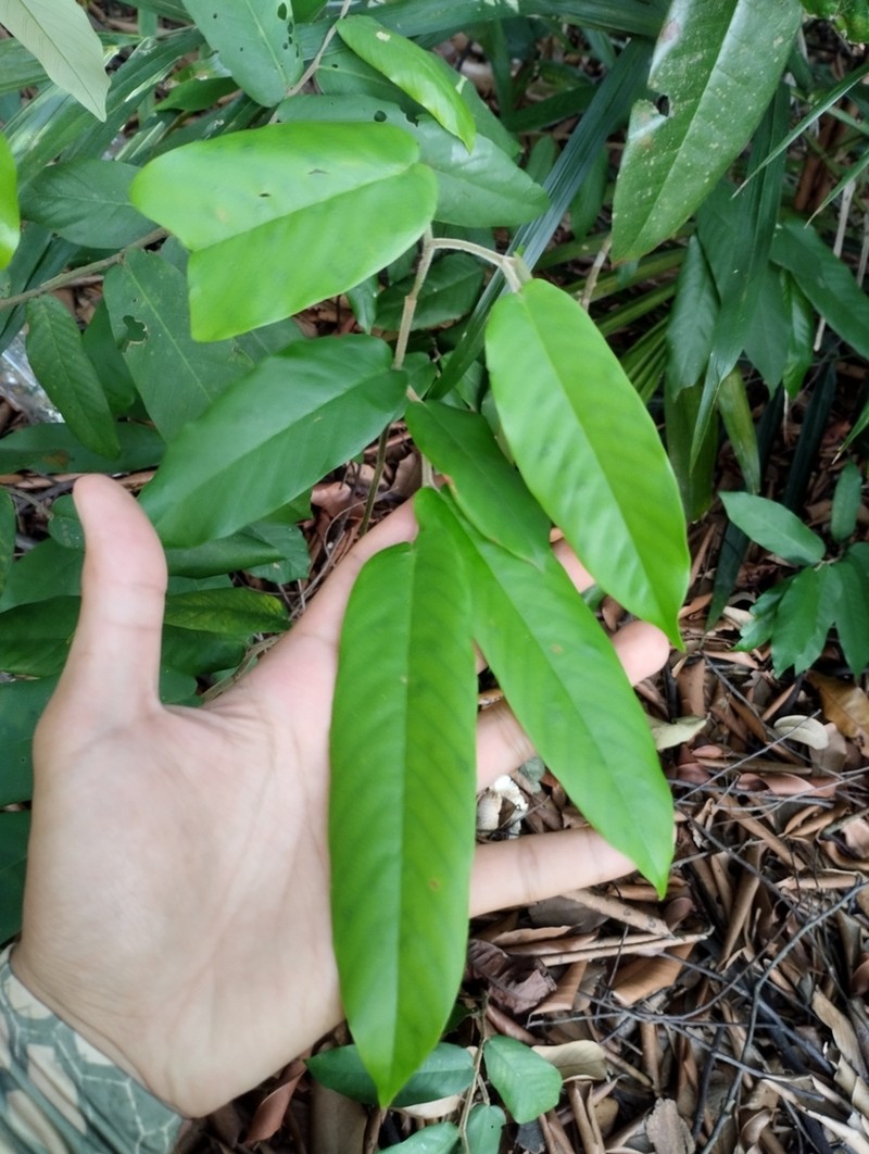 Hopea helferi