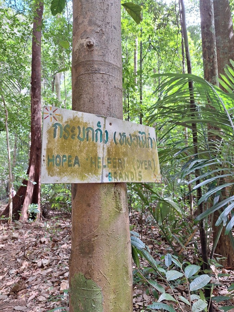 Hopea helferi photo 2