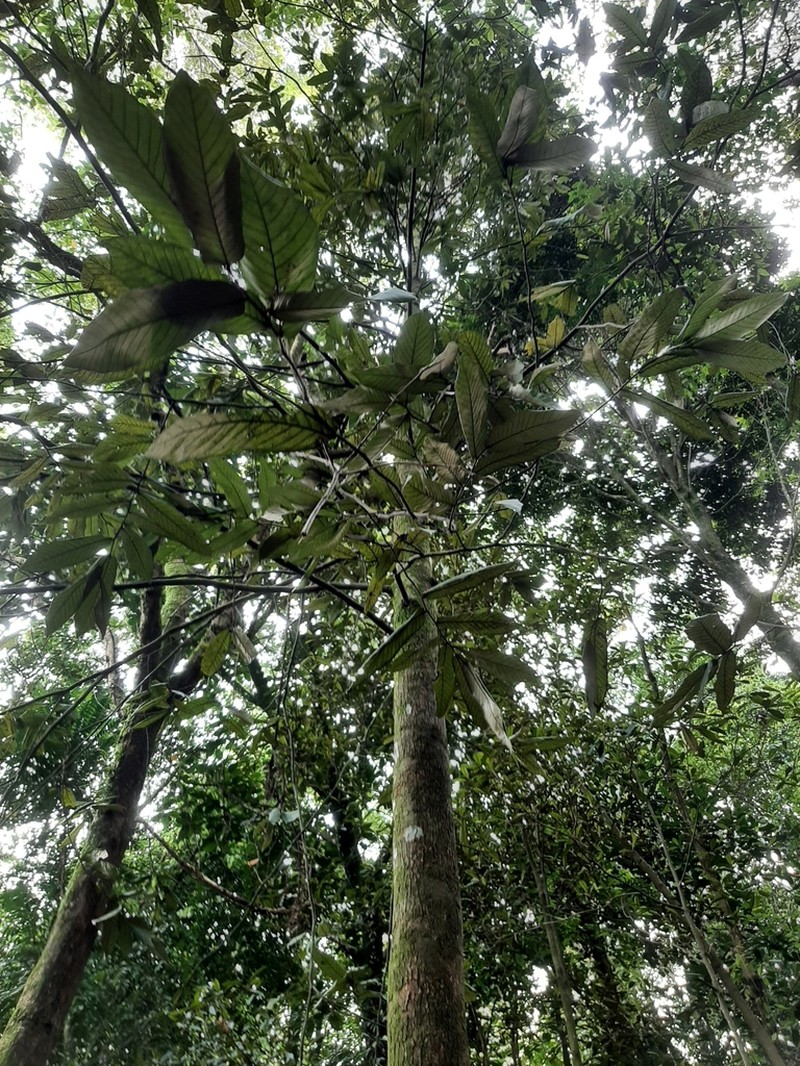 Hopea helferi photo 3