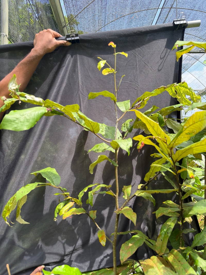 Hopea helferi photo 4