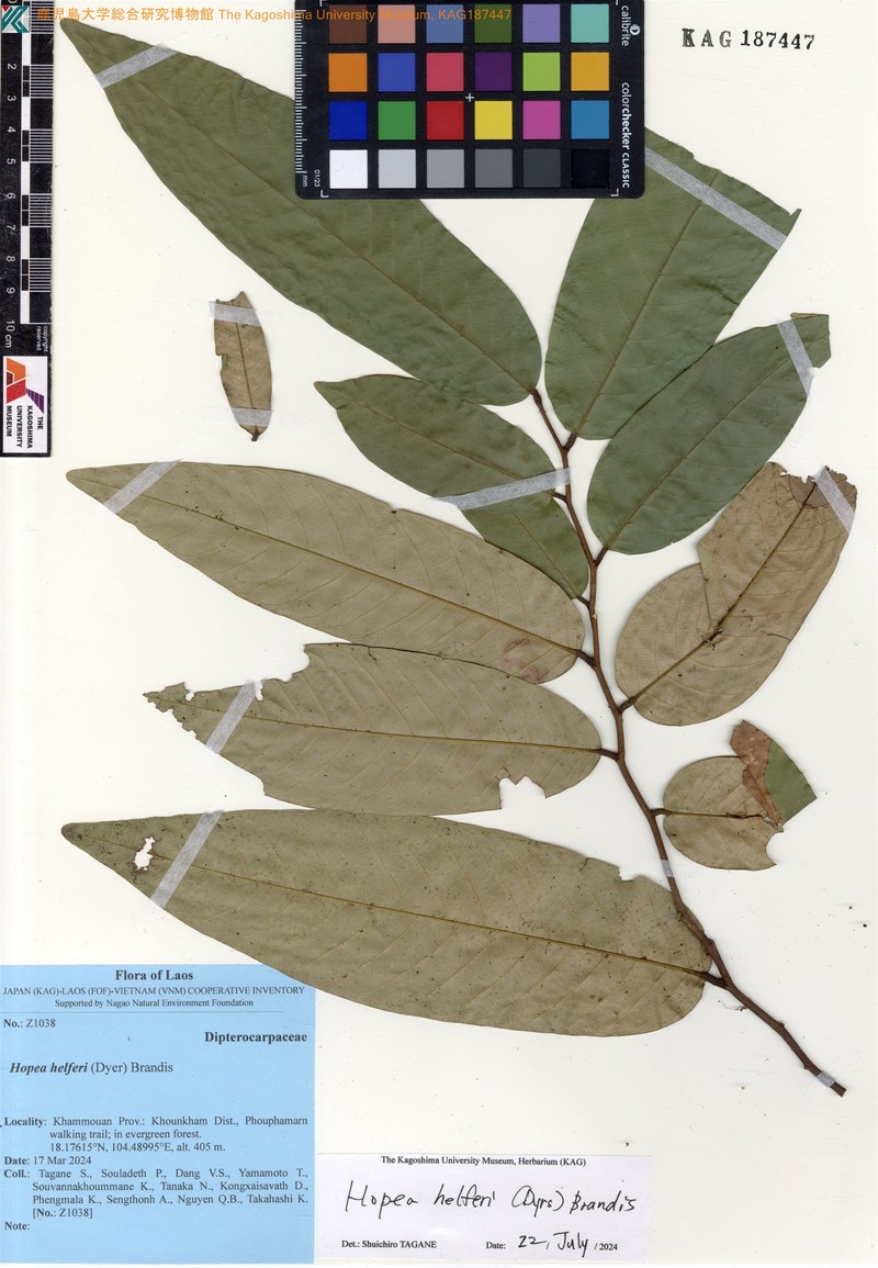 Hopea helferi photo 6