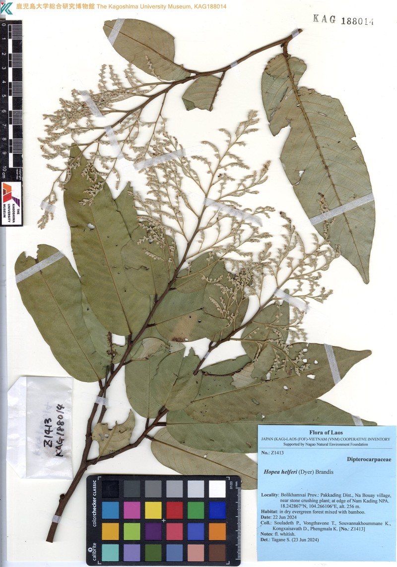 Hopea helferi photo 7