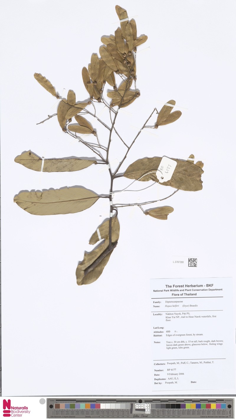 Hopea helferi photo 8