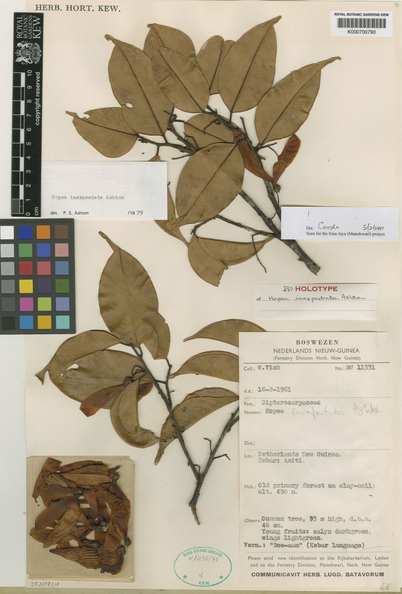 Hopea inexpectata