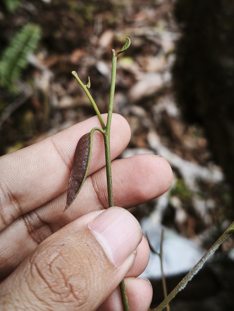 Hopea inexpectata photo 2