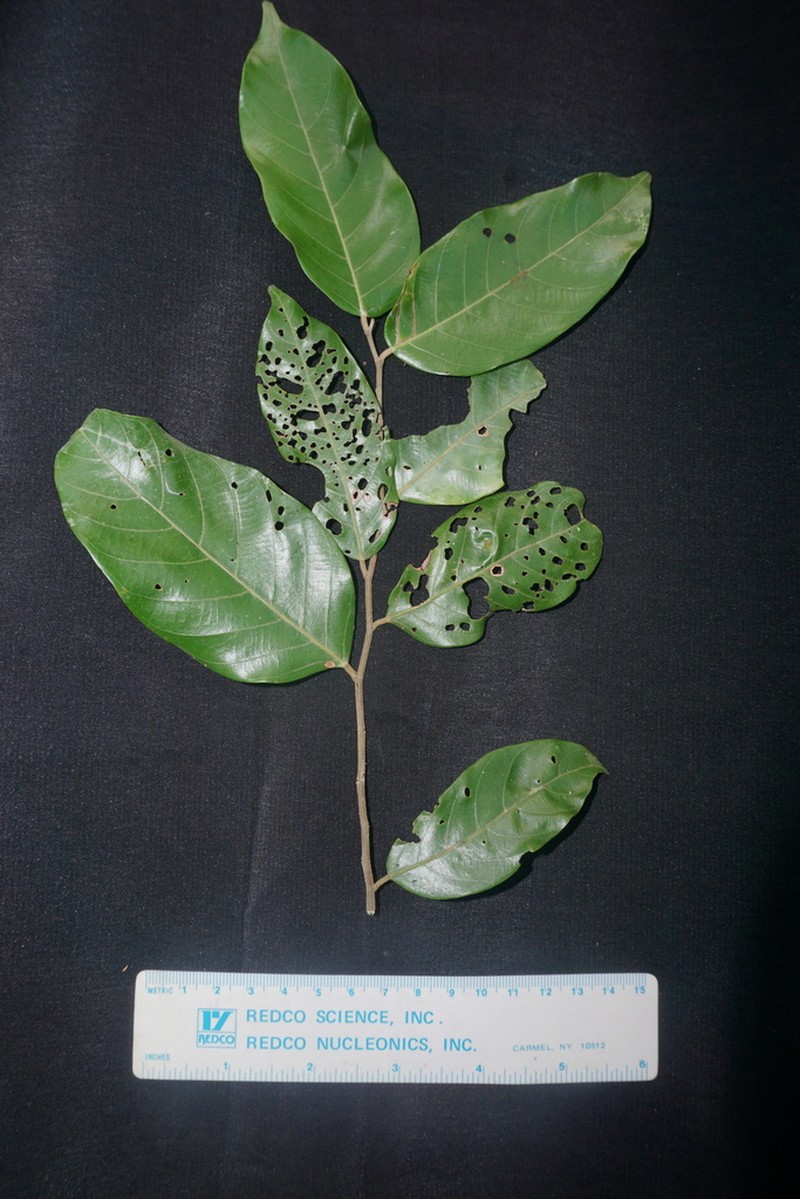 Hopea iriana photo 2