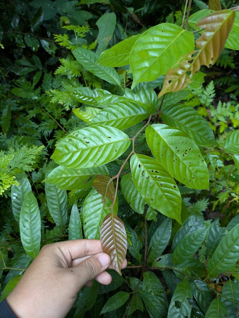 Hopea iriana photo 3