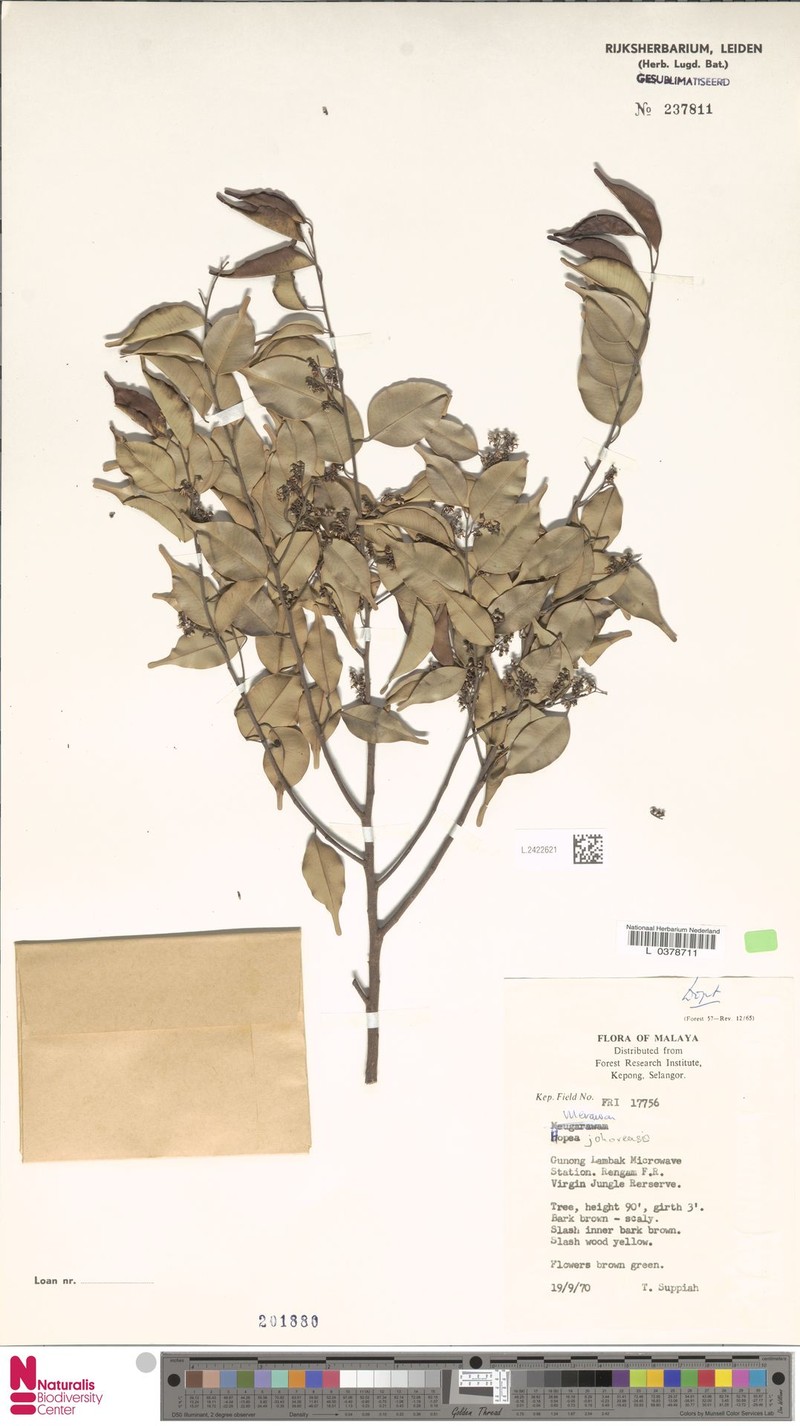 Hopea johorensis