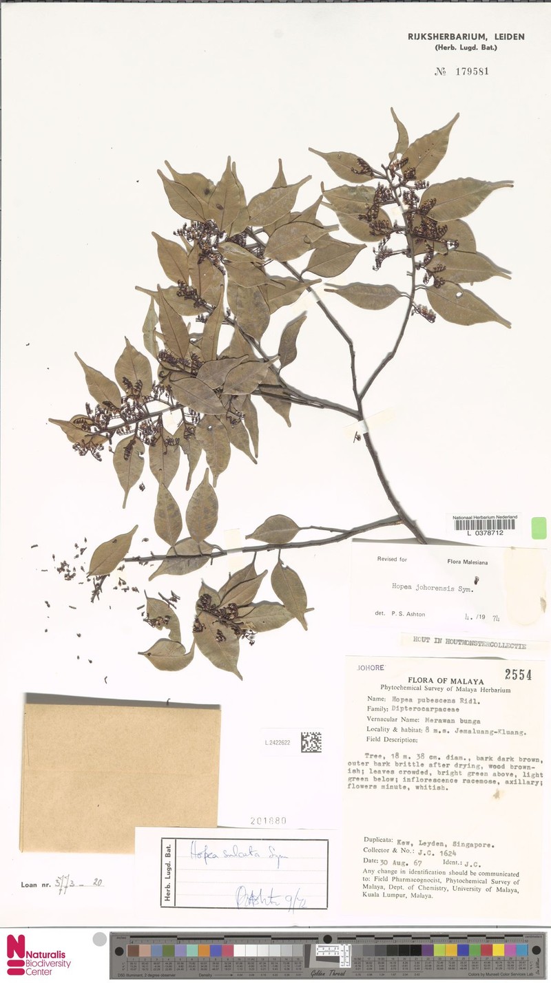 Hopea johorensis photo 2