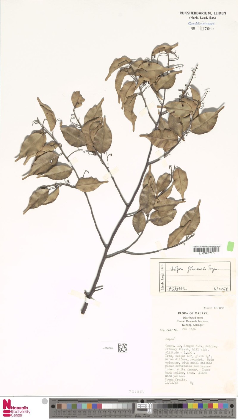 Hopea johorensis photo 3