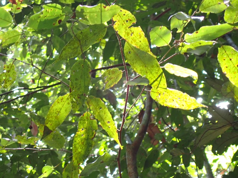 Hopea jucunda