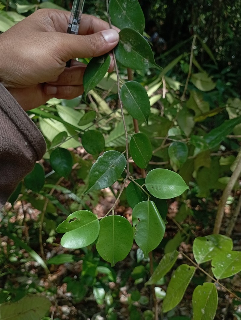 Hopea kerangasensis