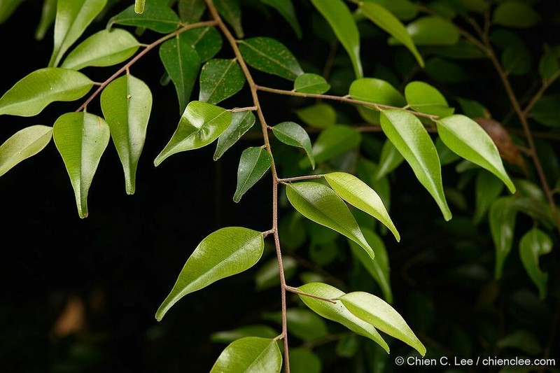 Hopea kerangasensis photo 2